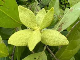 Image result for Artabotrys likimensis