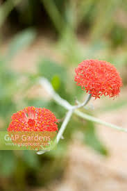 Image result for Kleinia abyssinica