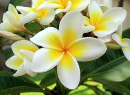 They come in a variety of colors, and they're easy to grow. The Unique And Beautiful Flowers Steemit