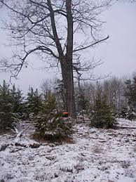 Most fixed stands use straps, ropes or chains to hold fast to a trunk. Tree Stand Wikipedia