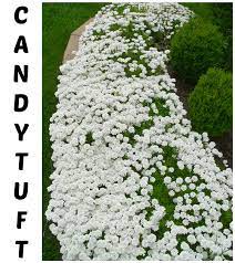 Candytuft A Garden Must Have Live Creatively Inspired Evergreen Plants Ground Cover Plants Perennial Ground Cover