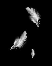 Pin By Shih Yu On Tattoo Black And White Art Drawing Feather Falls Feather Photography