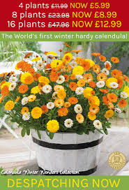 Brighten someone's day with beautiful flowers, personalized gifts & more. Thompson Morgan Hardy Perennial Forsythia Goldrausch Flowering Shrub Potted Garden Plants Ideal For Cottage Gardens 1 X 3 5 Litre Pot Patio And Containers Garden Outdoors Hedges Shrubs