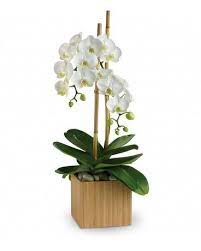 Maybe you would like to learn more about one of these? Norwalk Hospital Florist Delivery Norwalk Ct Bruce S Flowers