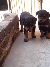 Maybe you would like to learn more about one of these? Rottweiler Puppies For Adoption In S A Gauteng Home Facebook