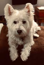 Watson is 13 yrs old today. Such a sweet little guy.