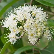 Marshmallow seeds ***(more heirloom, organic, non gmo, vegetable, fruit, herb, flower garden seeds at seed. Super Flower Lemon Myrtle Can Clean Cook And Makes Great Marshmallows Life And Style The Guardian