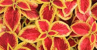 The advantage of having a red foliage plant in your garden is that, it gives your garden volume and colour. Top 10 House Plants With Red Leaves Plantophiles