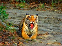 Best Wildlife Sanctuaries In Kerala National Parks In Kerala Top ten wildlife sanctuaries to visit in kerala. best wildlife sanctuaries in kerala