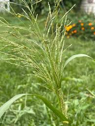 Image result for Panicum comorense