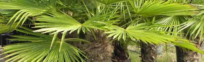 Ornamental trees add an attractive focal point to any landscape design. Virginia Beach Wholesale Palms Palmco Virginia Wholesale Palms