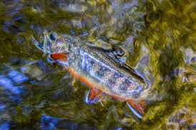 Fly Fishing Guide David Knapp S Trout Zone Anglers