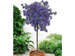 Immergrune Sackelblume Ceanothus Stammchen Blue Mound 1 Pflanze Lidl Deutschland Pflanzen Kubelpflanzen Winterhart Immergrune Straucher