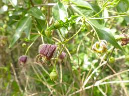 Image result for Periploca linearifolia