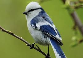 Pin On Birds Fat Fluffy And Family