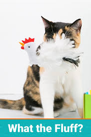 Ready to get your cat all riled up? Your Pet Is On The Prowl For A New Piece Of Fluff To Play With Let S Make It A Toy From Pet Treater S Monthly Treat Box Inst Pet Subscription Box Pets