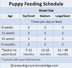 Simple Puppy Feeding Schedule You Absolutely Need Puppy