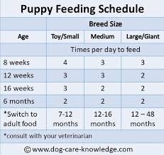 simple puppy feeding schedule you absolutely need puppy