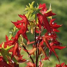 Image result for Euphorbia lissosperma