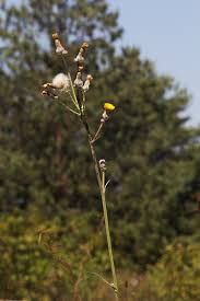 Image result for Sonchus schweinfurthii