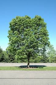 Image result for Alchornea occidentalis