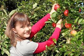 Wann ein apfel reif ist. Apfel Richtig Ernten Wann Ist Der Richtige Zeitpunkt