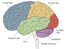 The Lobes And Limbic System