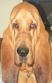 Puppies and dogs for sale in usa on puppyfinder.com. Pets For Adoption At Southeast Bloodhound Rescue In Carrollton Ga Petfinder