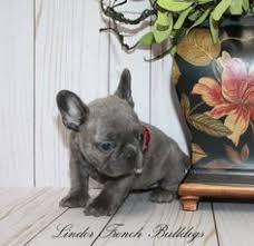 Boutique puppies offering gorgeous mini french bulldog puppies for sale in standard and rare colors like blue, blue and tan, blue pied, cream, brindle, brindle pied, black and white, red, red pied, merle and merle pied. 13 Blue French Bulldog Puppies For Sale Ideas Blue French Bulldog Puppies Bulldog Puppies For Sale French Bulldog Puppies