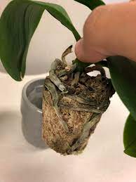 We take care of it and add room temperature water so it's not like it's been shocked. Help My Just Add Ice Orchid Looks Like It Is Dying Had It For A Year I Think I Overwatered It It Has Leathery Leaves And Shriveled Roots Can It Be Saved
