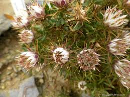 Image result for Macledium