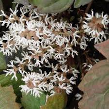 Image result for Pachycarpus spurius