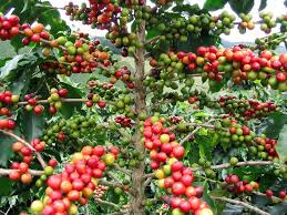 25 Coffee Brazilian Arabica Plant Seeds Free Shipping In Usa Coffee Plant Coffea Arabica Coffea