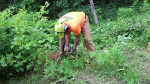 We did not find results for: 66 Olde Time Method To Remove Brambles Youtube