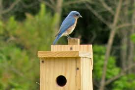 How far apart should bluebird houses be. Bluebirds Pictures Of Bluebirds Bluebird Houses Attracting Bluebirds Owlcation