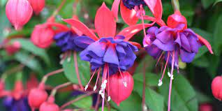 Fuchsia Color What Color Is Fuchsia