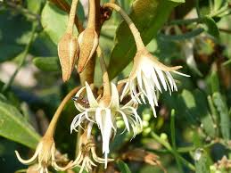 Image result for Mimusops obtusifolia