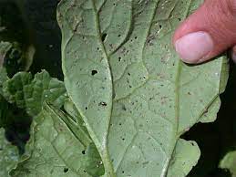 Water in the morning to prevent further spread of this fungus. What S Wrong With My Plant Garden University Of Minnesota Extension