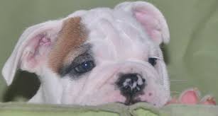 100% purebred french & english bulldog puppies for sale with health guarantee. Texas French Bulldogs Home Facebook