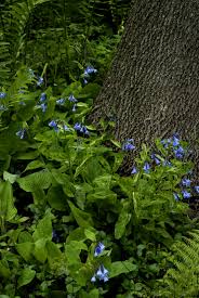 Shade flowers shade plants purple flowers wild flowers bog plants gardening zones hydroponic gardening planting organic plants. Pin By Haley Husk On Native Midwestern Gardening Shade Garden Plants Shade Plants Organic Plants