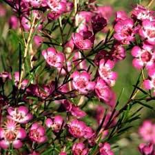 Lisianthus flowers don't have any scent, so they're perfect for those with sensitive noses, and they. Hot Pink Waxflower Wholesale Flowers Diy Wedding Flowers