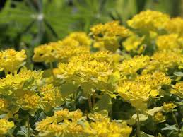 Downloade dieses freie bild zum thema wolfsmilch giftige gartenpflanze aus pixabays umfangreicher sammlung an public domain bildern und videos. Gold Wolfsmilch Euphorbia Polychroma Fur Deinen Garten