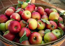 Download and use 100,000+ fruit tree stock photos for free. Increase Harvest Of Fruit Trees Produce Beautiful Fruits