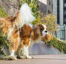 We did not find results for: Utis In Dogs When Uti Symptoms Might Be A Sign Of Something Worse