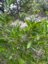 Image result for Erythroxylum emarginatum