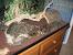 Ball Python Snake Enclosure