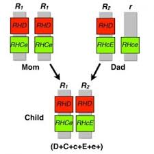 Rhapsody In Rh Explaining Rh Terminology Blood Bank Guy