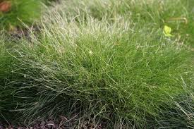 Barenfell Schwingel Festuca Gautieri Pic Carlit In 2020 Bodendecker Gegen Unkraut Bodendecker Unkraut