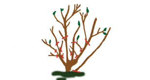 Prune your roses as soon as the buds break dormancy. Rose Pruning In Winter Better Pets And Gardens