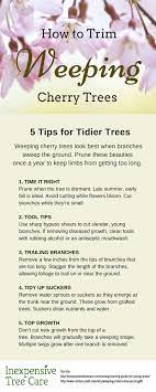 Weeping cherry tree size all the facts. How To Trim A Weeping Cherry Tree Inexpensive Tree Care